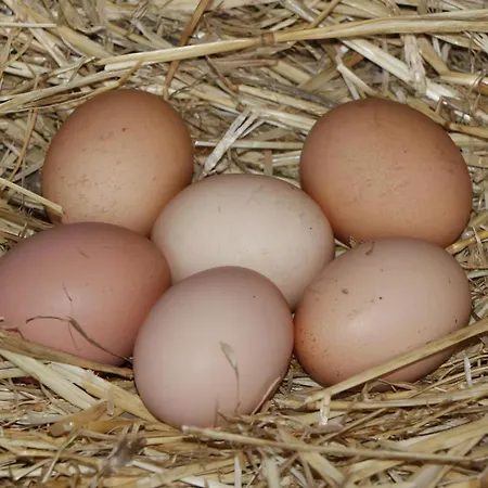 La Casa De Consuelo 3 Viérnoles