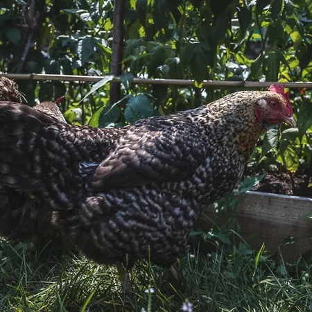 La Casa De Consuelo 3 乡村民宿 *