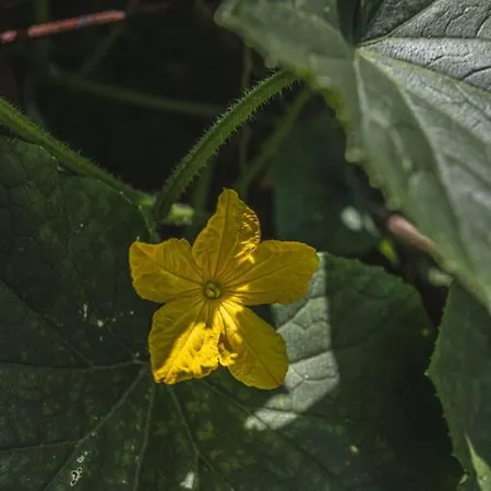 La Casa De Consuelo 3 *