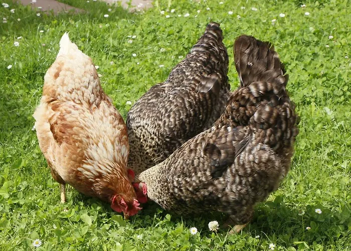 La Casa De Consuelo 3 * Viernoles